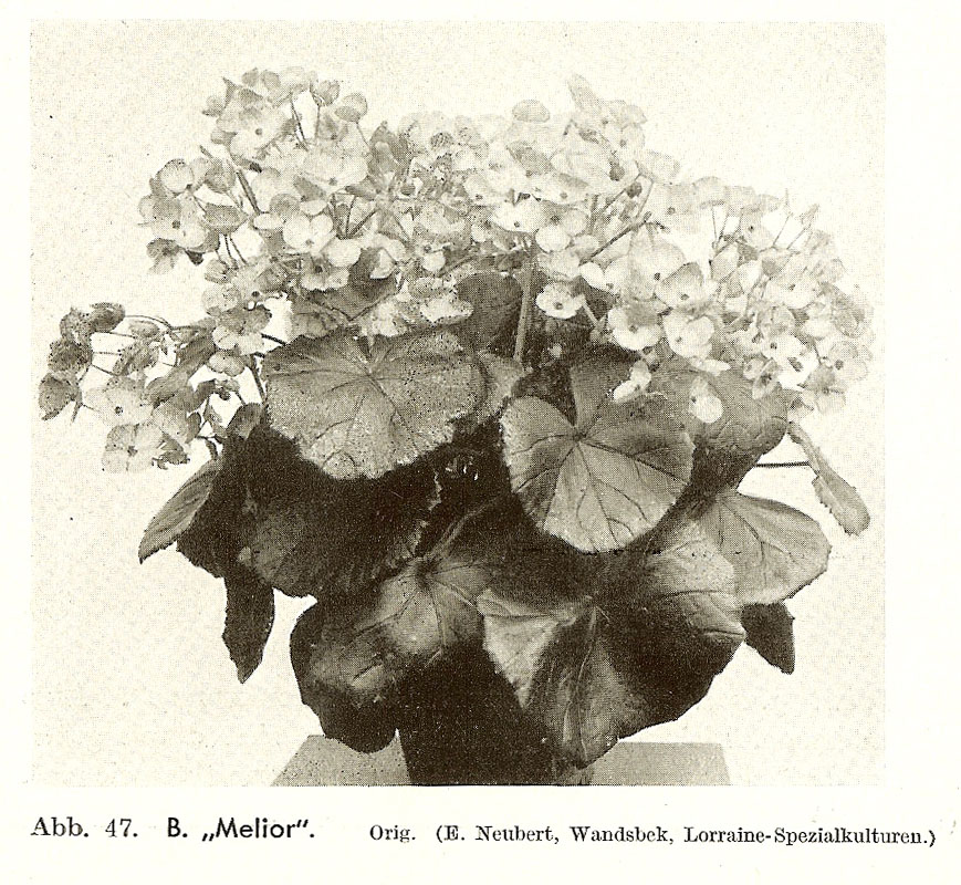 B. ‘Melior’